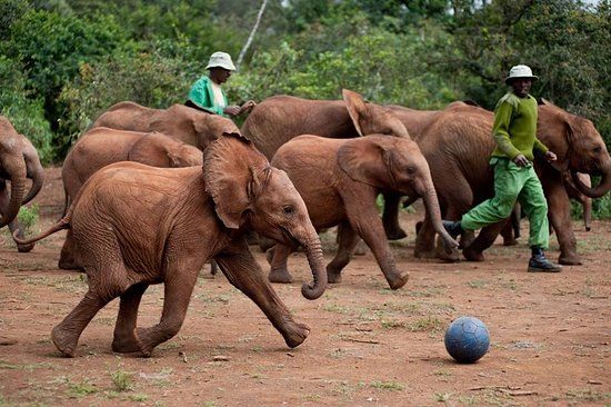 David Sheldrick Wildlife Trust